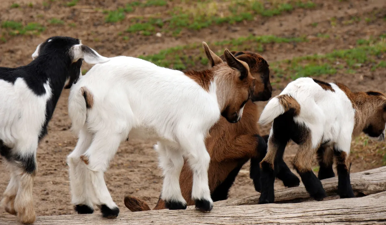 goat_kids_006.JPG