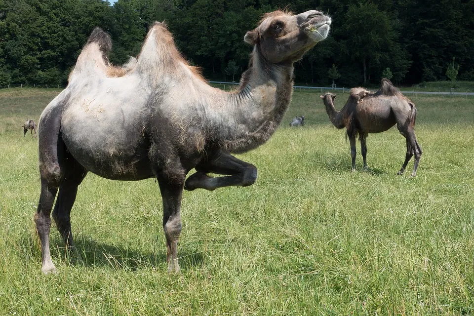 camel dance.jpg