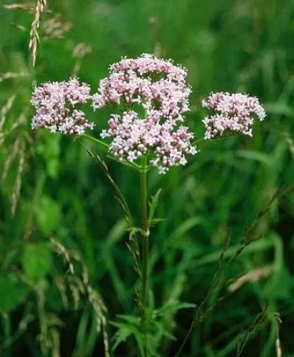 Valerian-herb.jpg