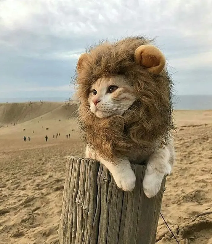 Little Lion.jpg