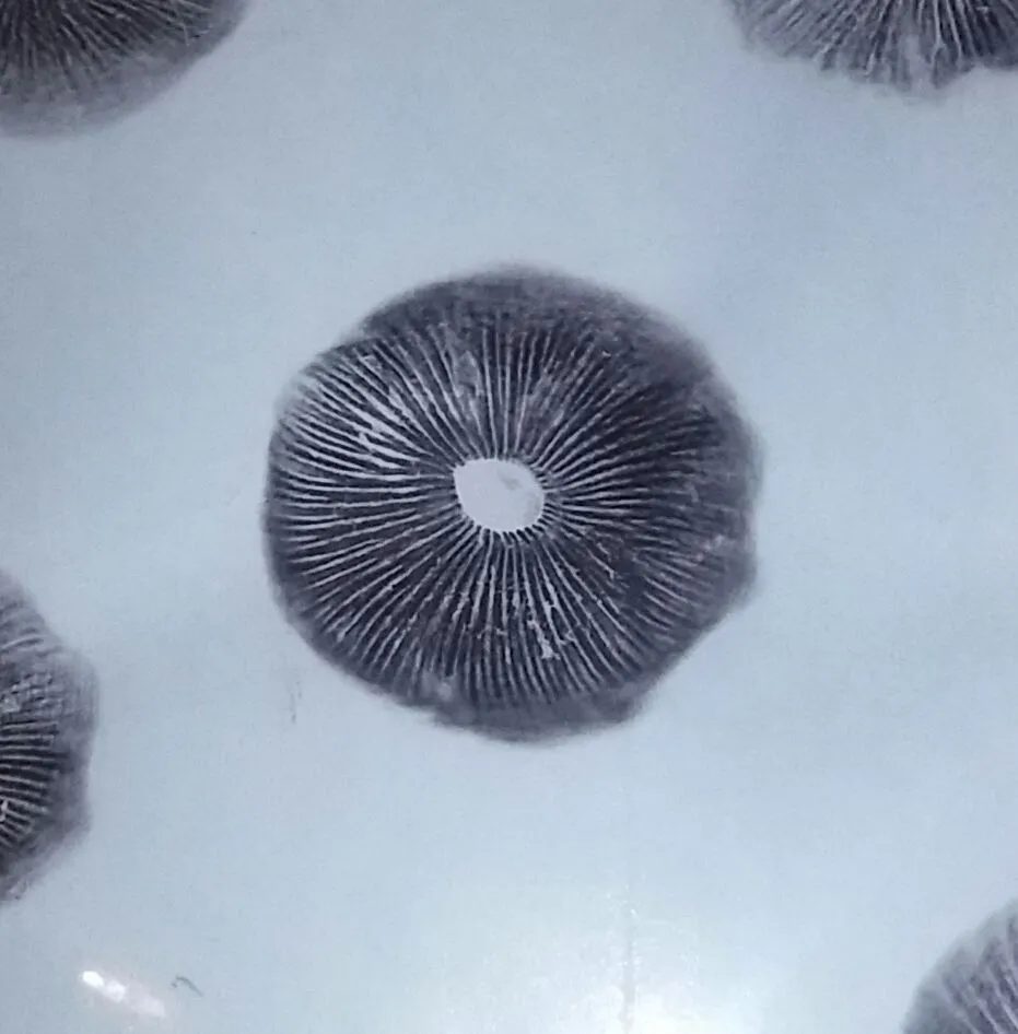 Spore Print.jpg