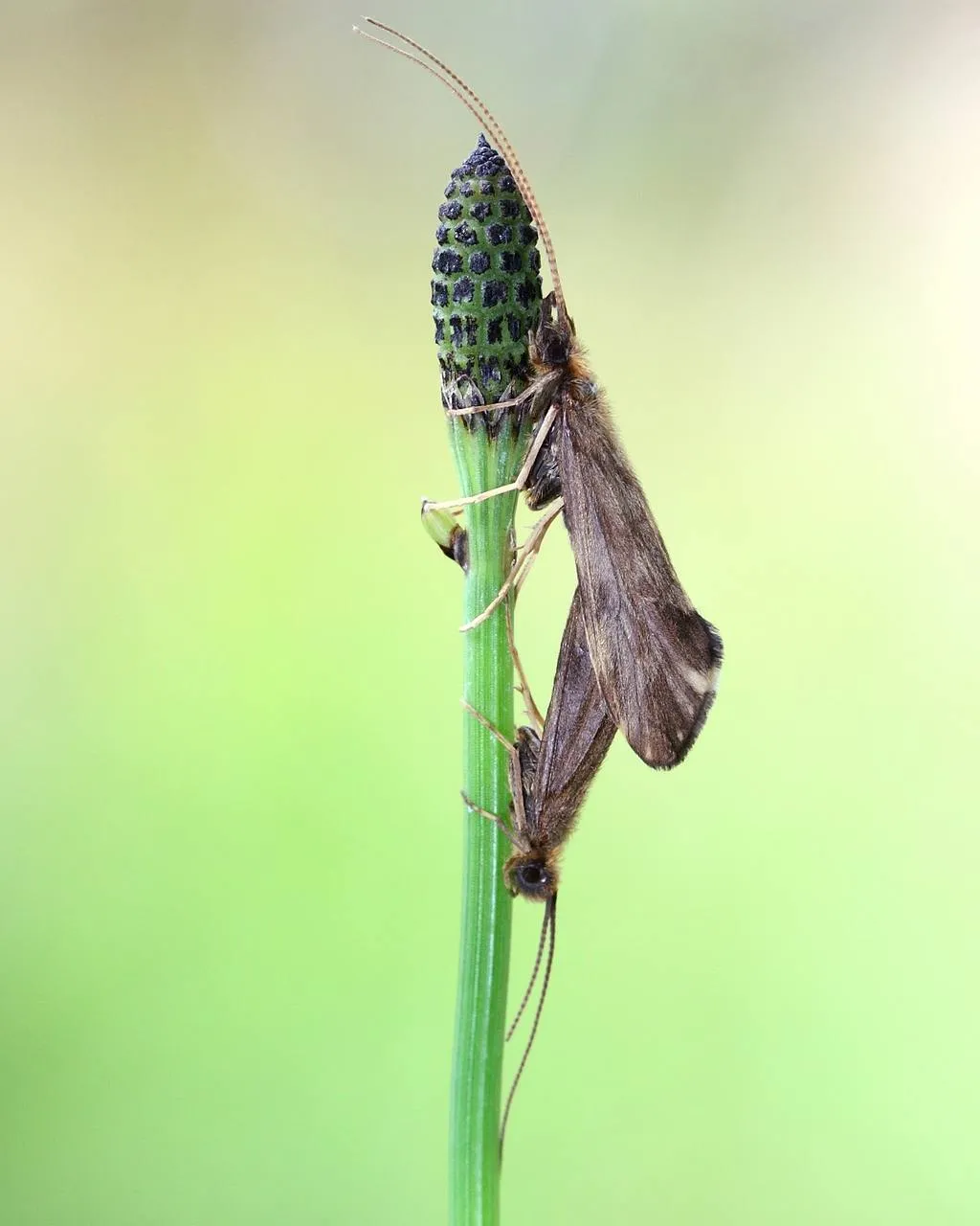 twin insect.jpg