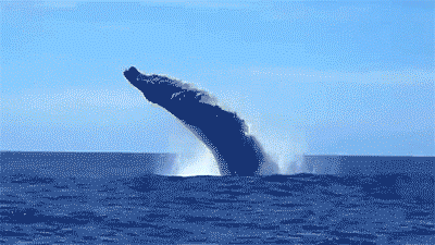 unnamed (2).gif