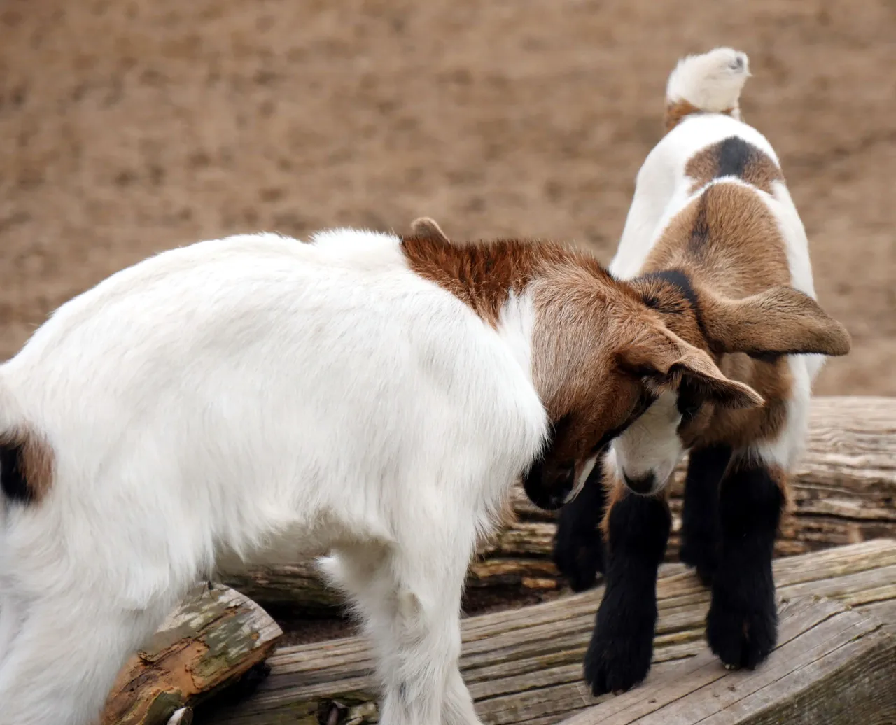 goat_kids_008.JPG