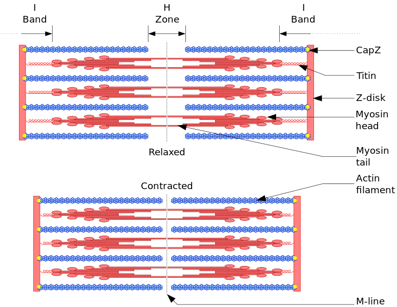 Sarcomere.svg.png