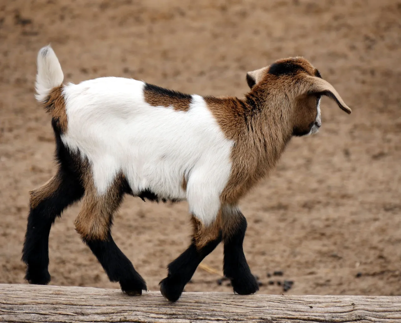 goat_kids_002.JPG