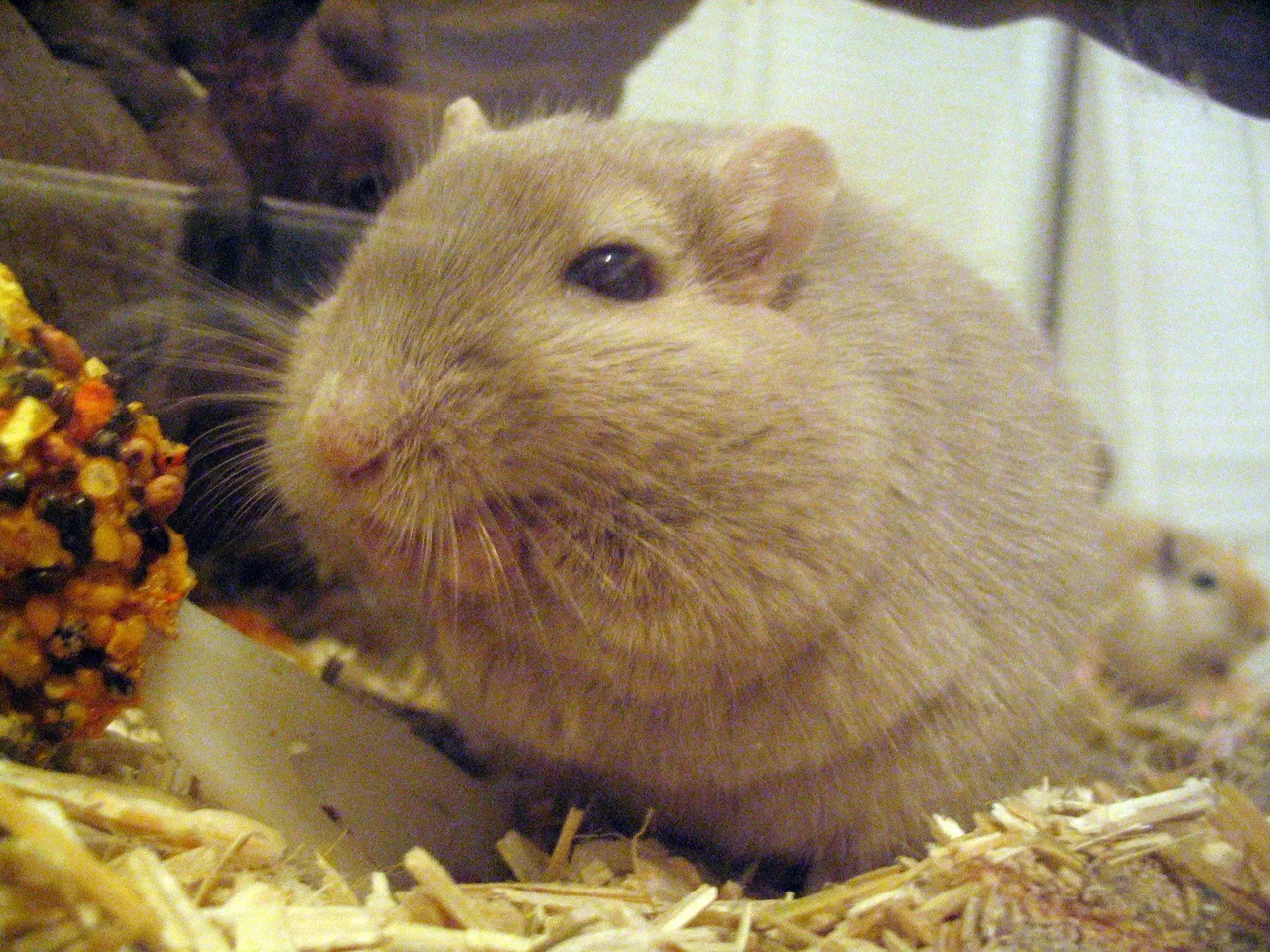 Gerbil_eating.jpg