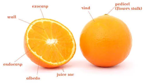 images (1).jpeg