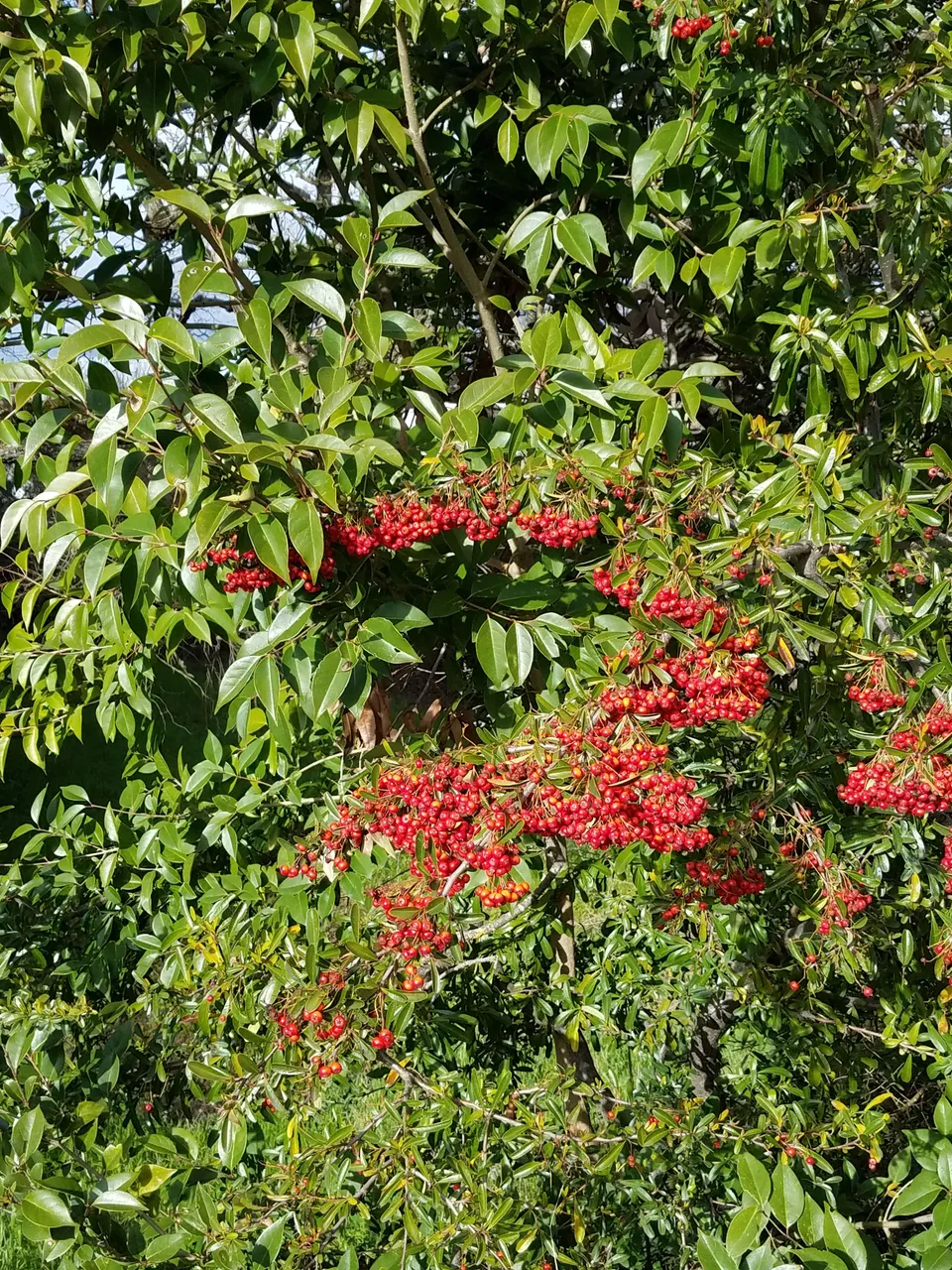 BayPyracantha.jpg