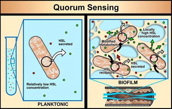 quorumSensing.jpg