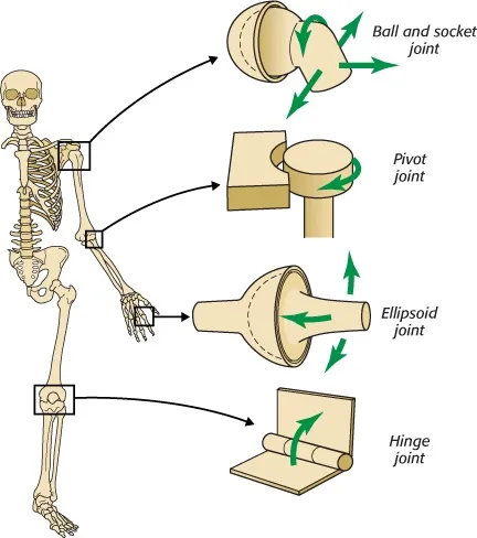 04-joints.png.jpg