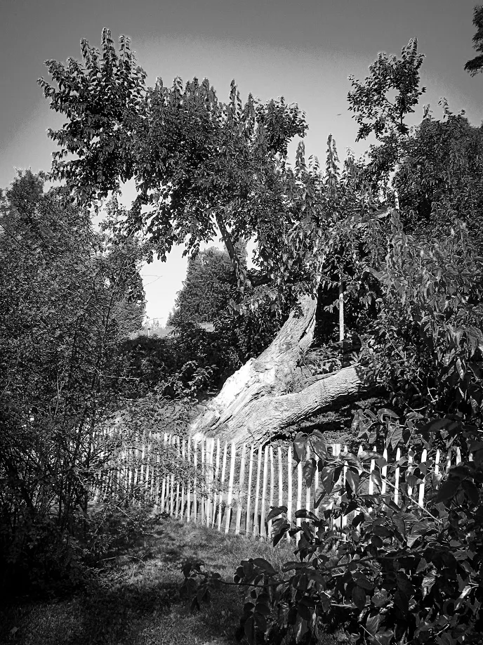 Tree with Fence