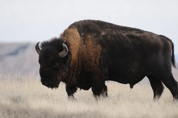 Bison