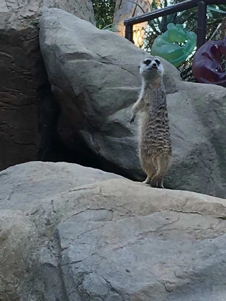 Vanja Avedal, Jeronimo Rubio, Los Angeles Zoo, 2017, Los Angeles California (12).jpg