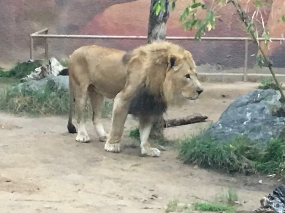 Vanja Avedal, Jeronimo Rubio, Los Angeles Zoo, 2017, Los Angeles California (18).jpg