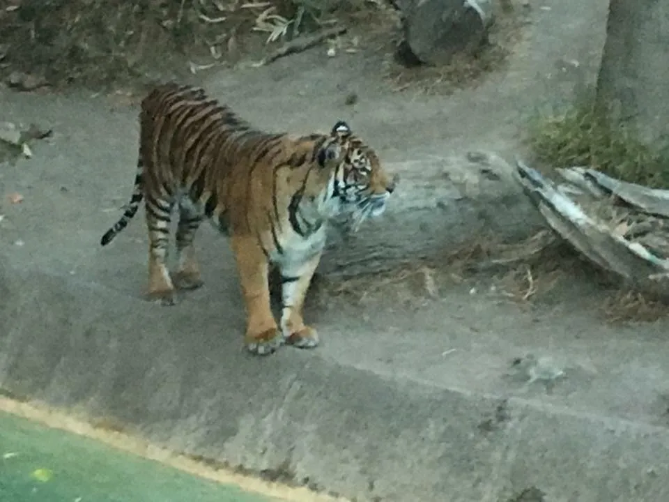 Vanja Avedal, Jeronimo Rubio, Los Angeles Zoo, 2017, Los Angeles California (16).jpg