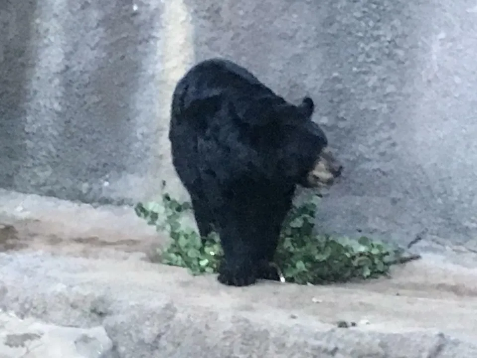 Vanja Avedal, Jeronimo Rubio, Los Angeles Zoo, 2017, Los Angeles California (19).jpg