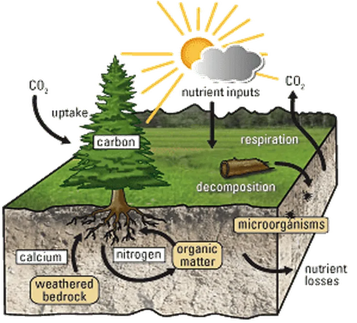 kisspng_nutrient_cycle_soil_carbon_cycle_ecosystem_abiotic_component_5b073d0563b004.0636082115272010294083.png