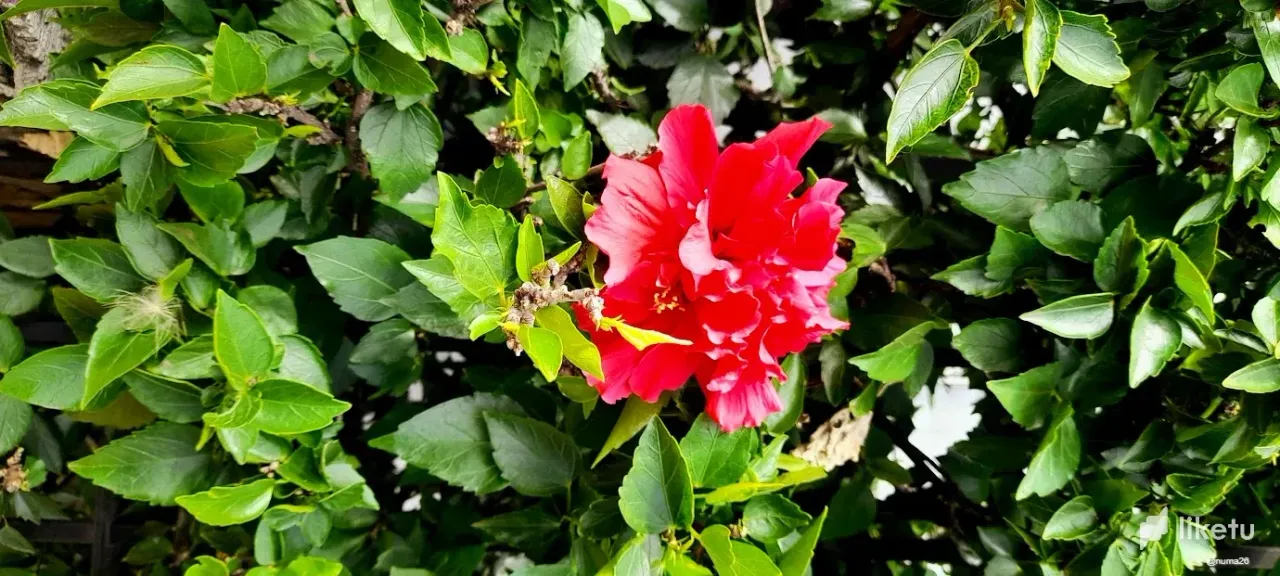 LqCyiQ70AqSxDoes_20250118_091640rosa_doble_roja.webp