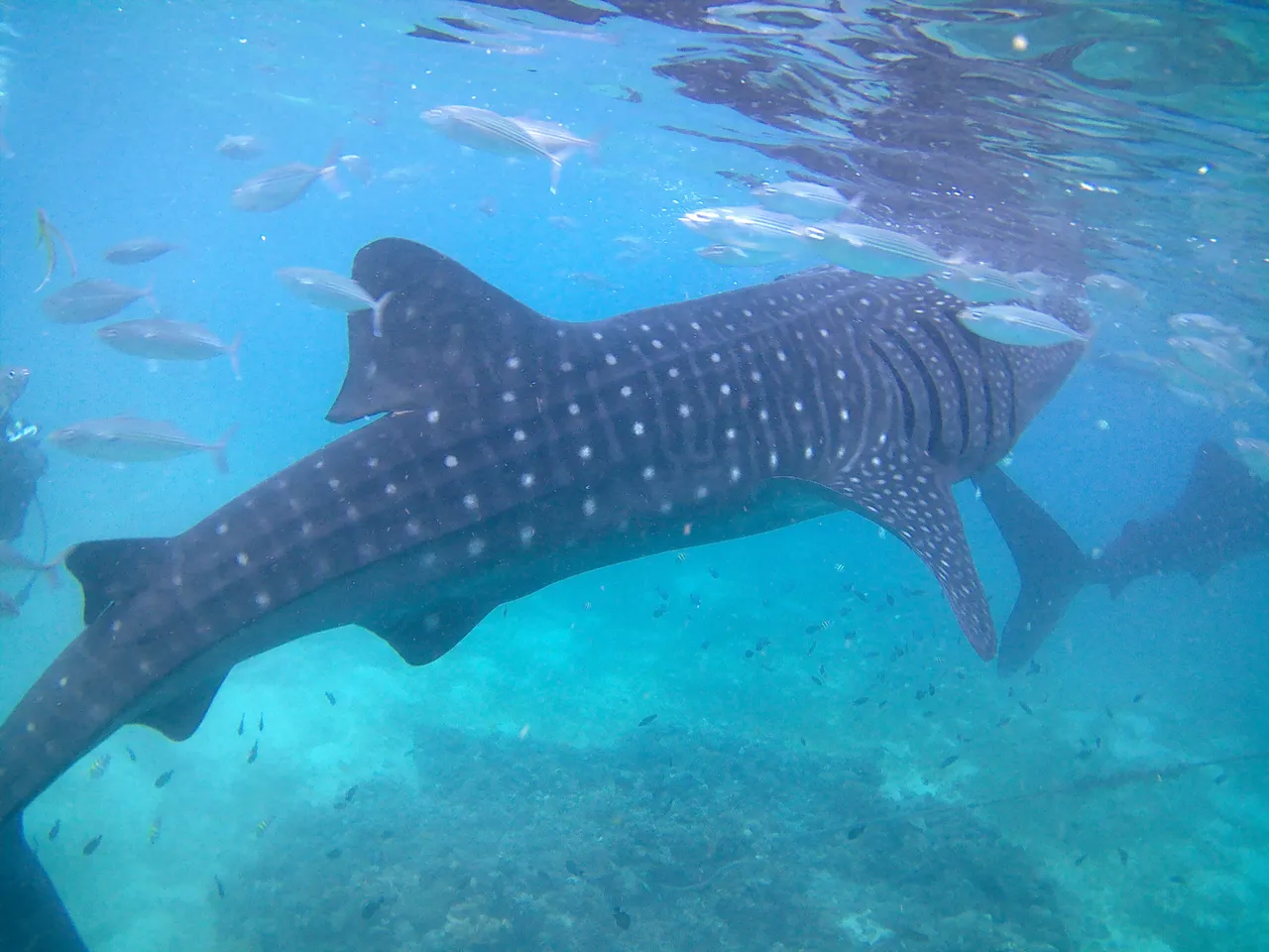 Oslob Whaleshark Watching and Kawasan Canyoneering9.jpg