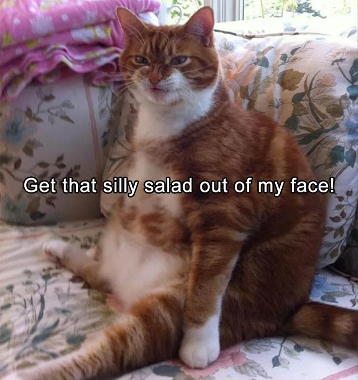f2df831ece62f34695d562b4a845f762-funny-fat-cats-fat-cat-memes.jpg
