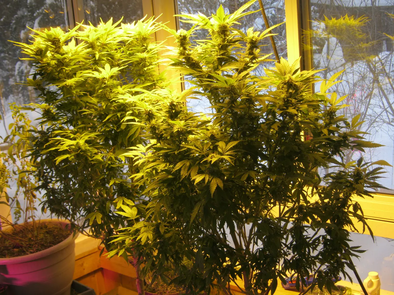 side view cannabis plants showing buds thickening.JPG