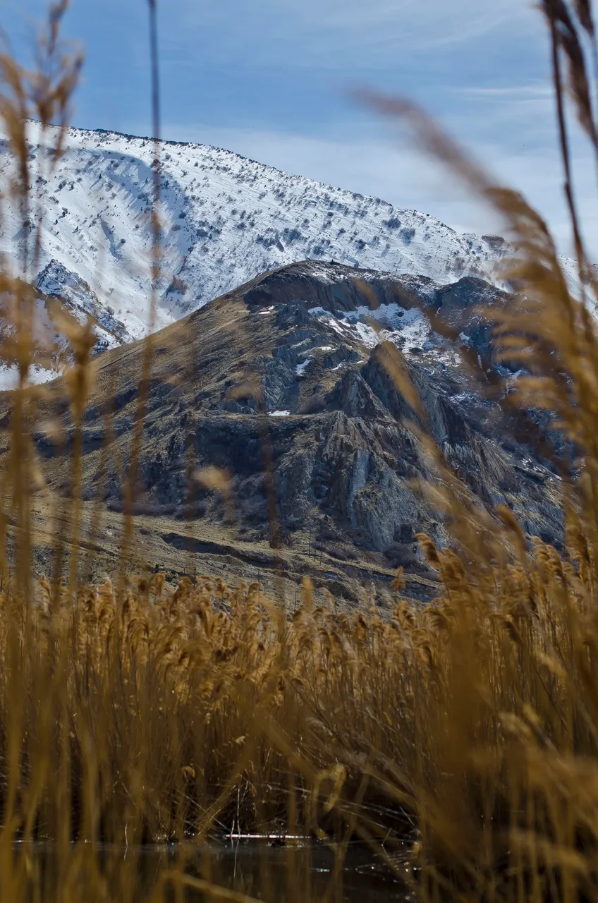 Mountian side throught the weeds of the wetland.JPG