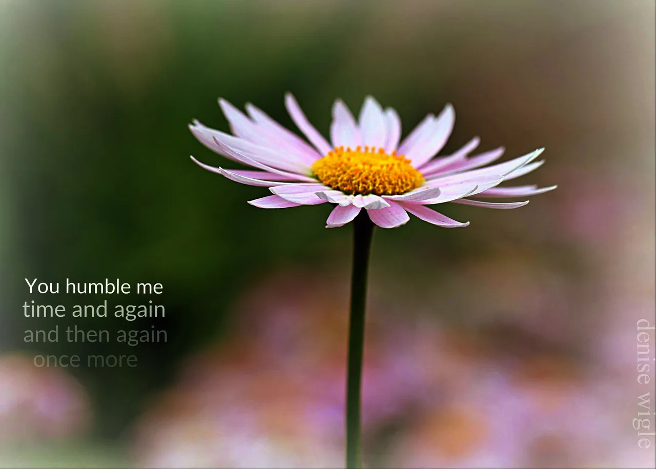 16177623_10154923666163832_6457705537072196207_o humble 2.jpg