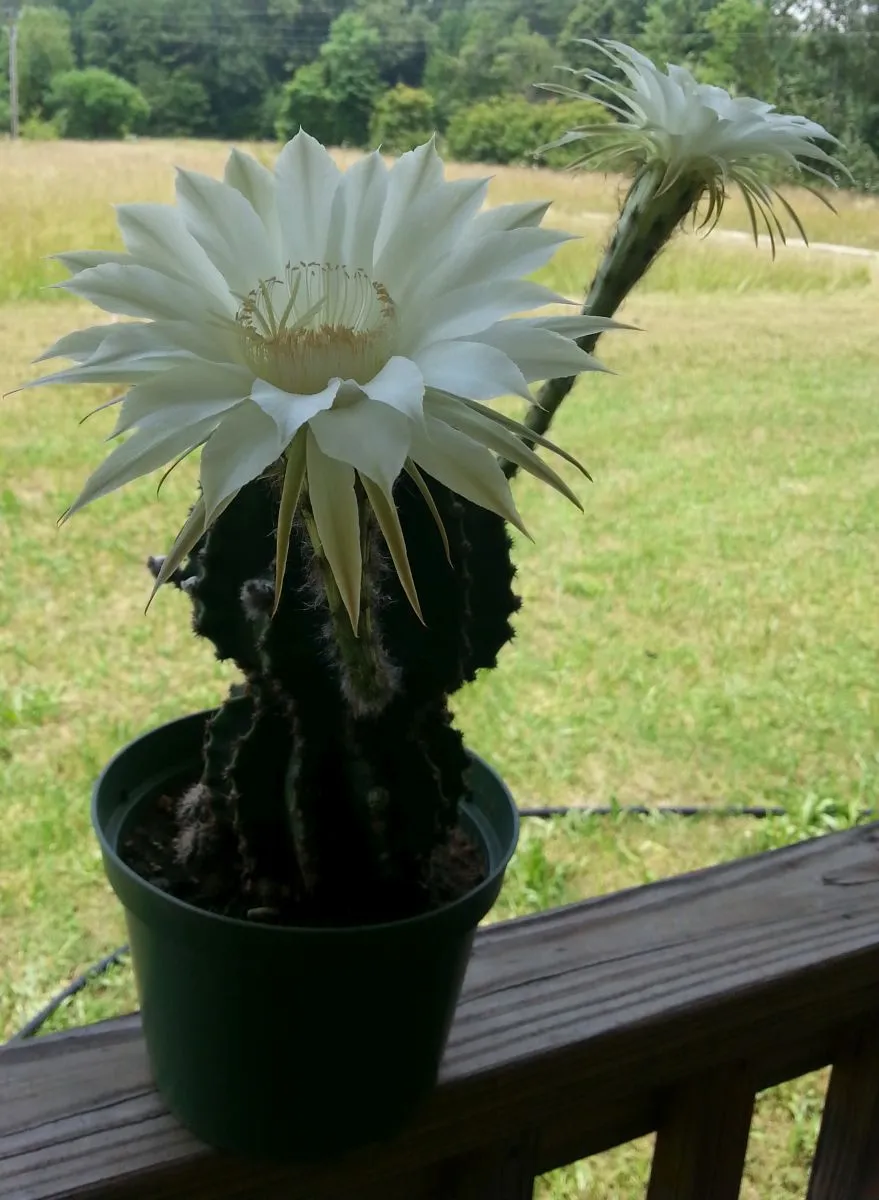 20140627_124838 Cactus Flower -  from Eddie Guy.jpg