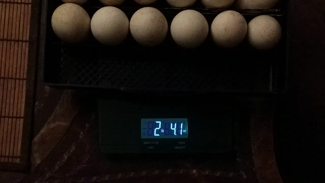 Candling Duck Eggs Day 6_20190128_6535136389536405365.jpg