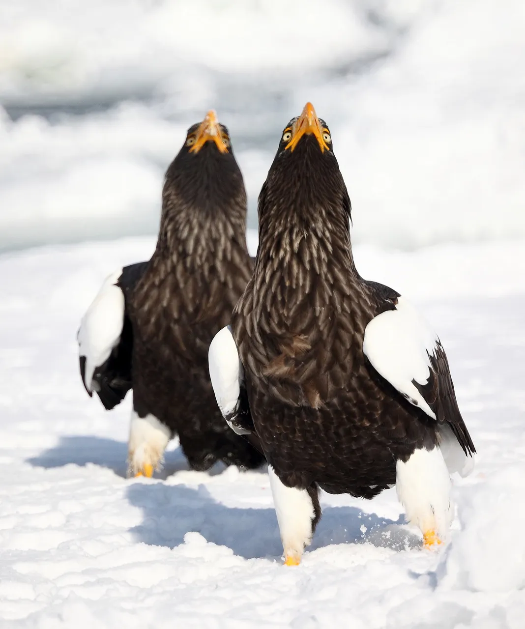 Steller's Sea Eagles bills up credit Sammy Sam at Picasa Web Albums 3.0.jpg