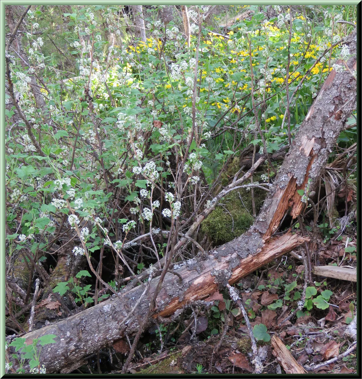current bushes in bloom by broken log some marsh marigold in background.JPG