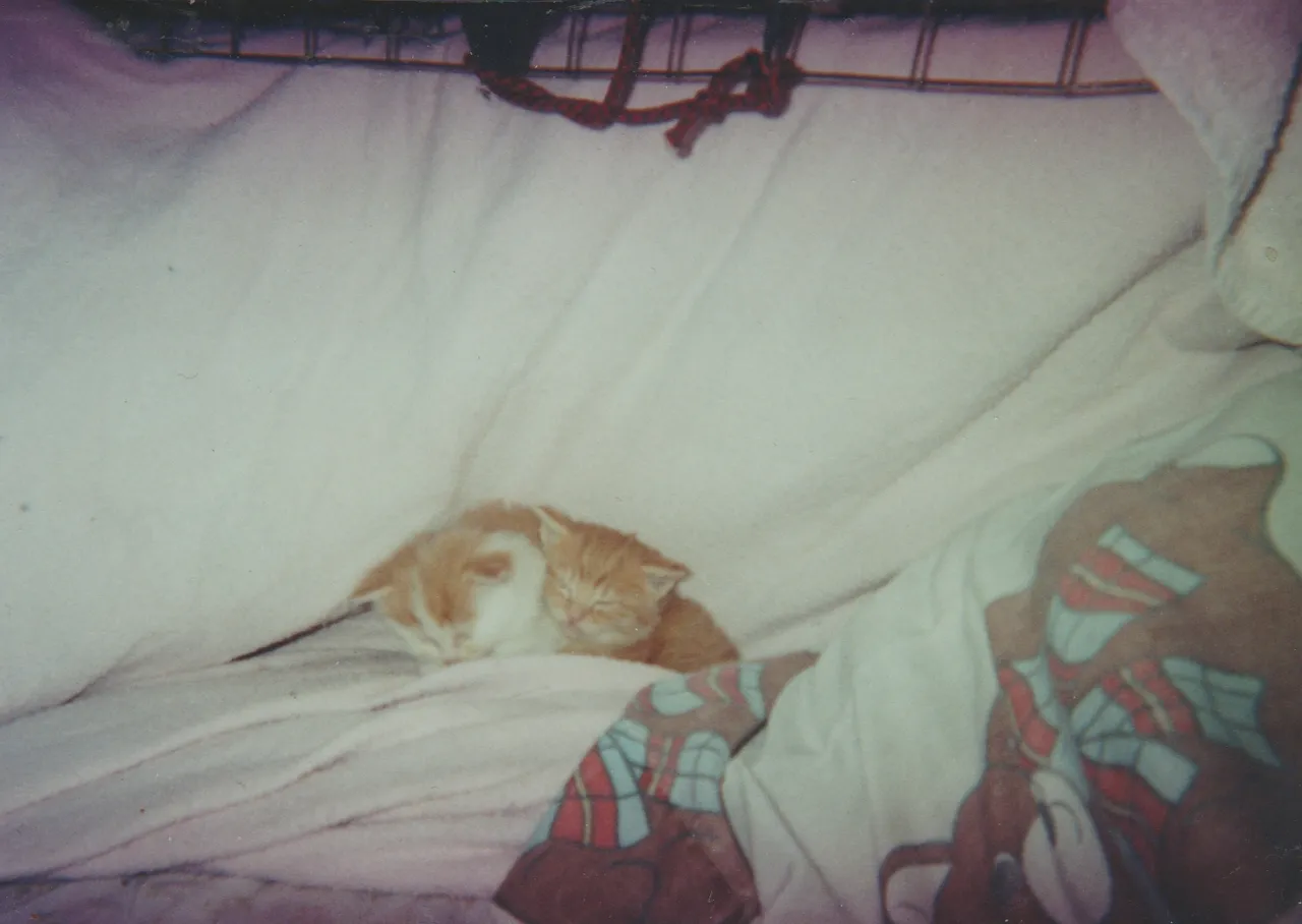 1999 maybe - Dumb Dumb Cat, Baby in bed together.jpg