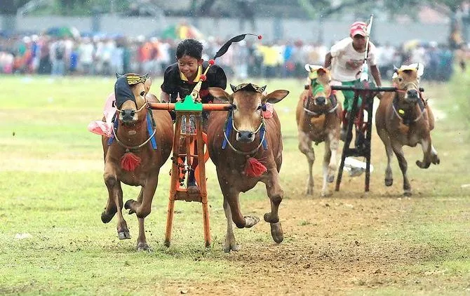 hipwee-ratusan-pasang-sapi-berebut-piala-bupati_m_113389-1-670x422.jpg