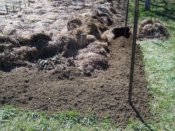 Big garden - trench around corner crop April 2018.jpg