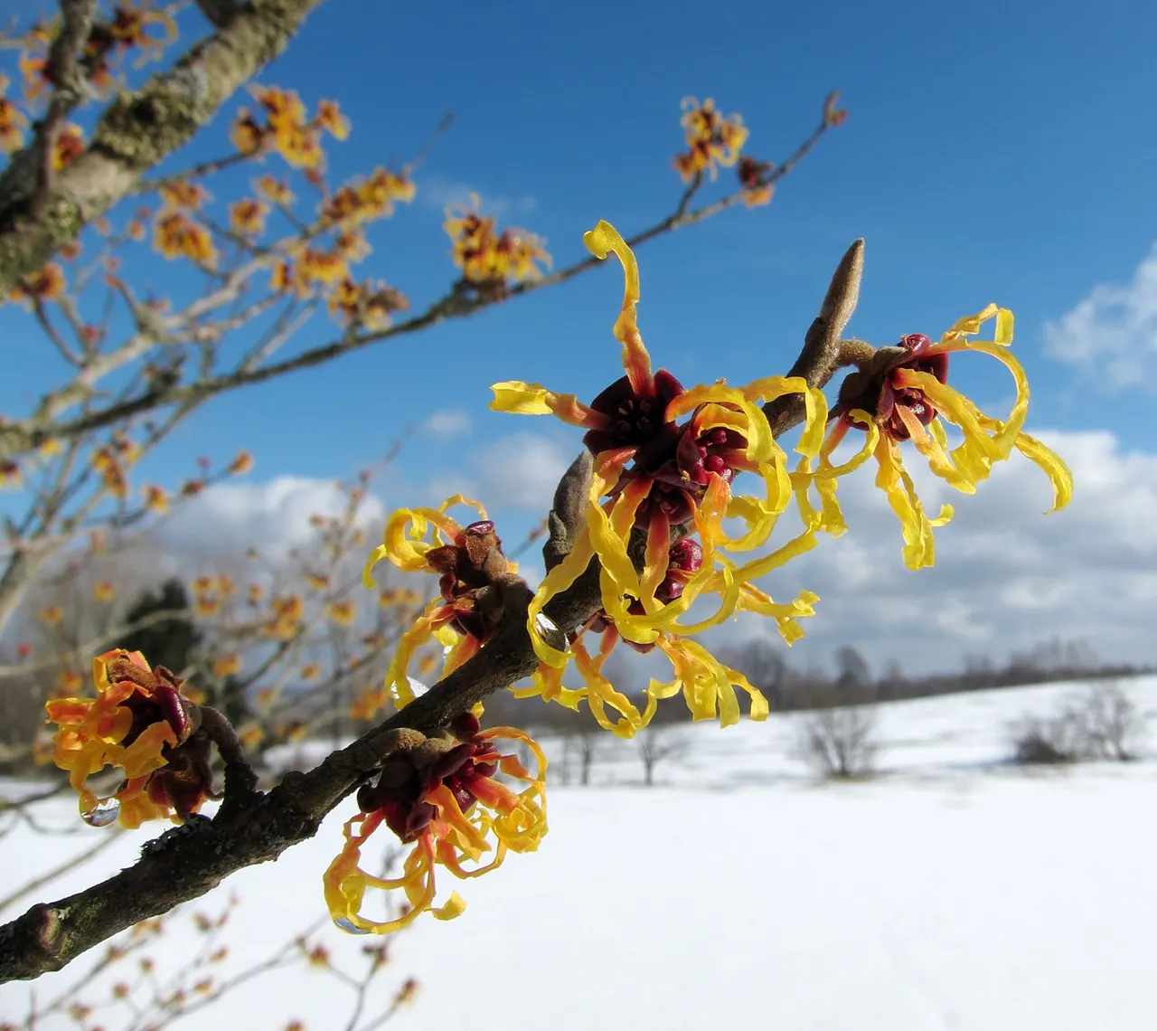Zaubernuss_Witch-hazel_Hamamelis_-_Winterblueher_Winter-flowering.jpg