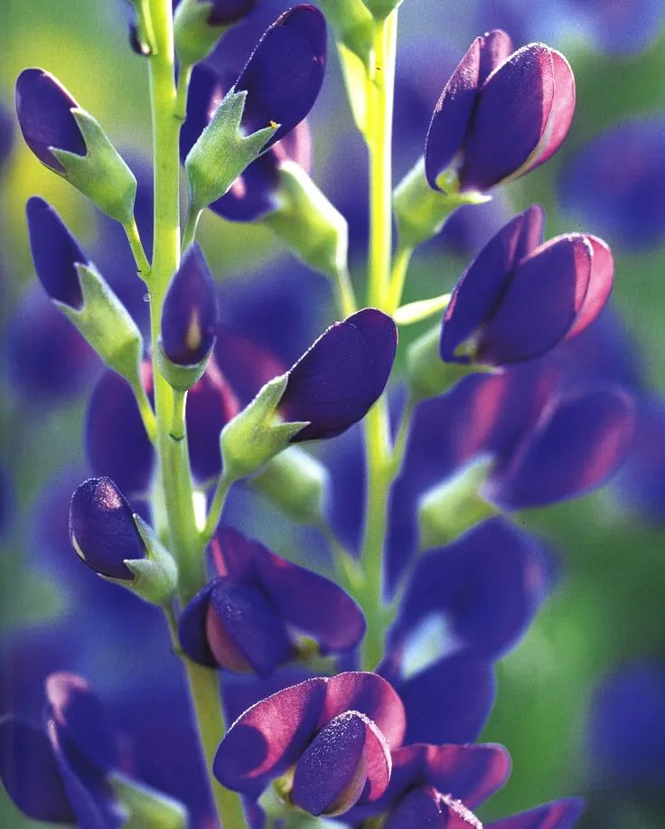 529c9ebd700f3e0cbf8174e1a8e880be--indigo-plant-baptisia-australis.jpg