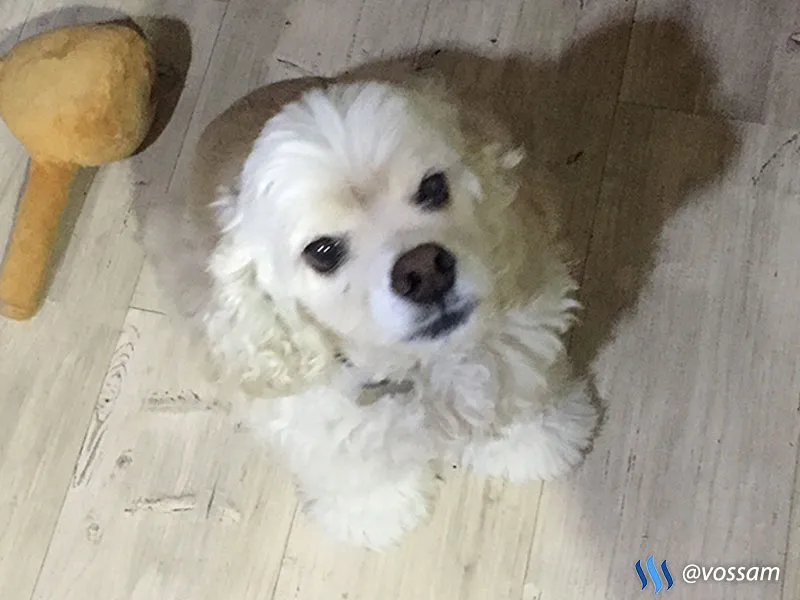 vossam_네오윔크_튤립_05.jpg