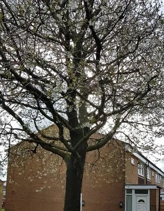 Cherry Blossom 6.jpg
