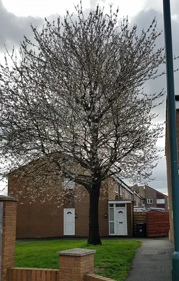Cherry Blossom 4.jpg
