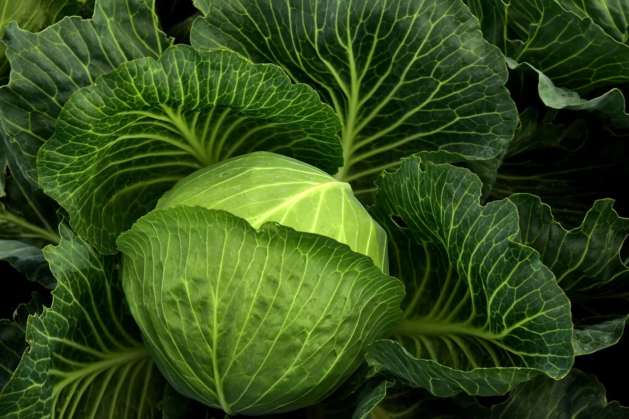 cabbage-3722498_1280.jpg