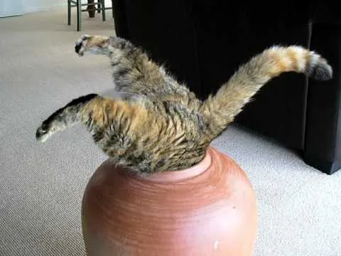 Fat Cat in pot.jpg