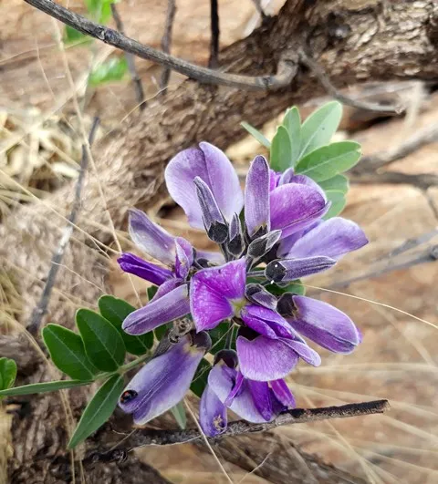 cork bush flower.jpg