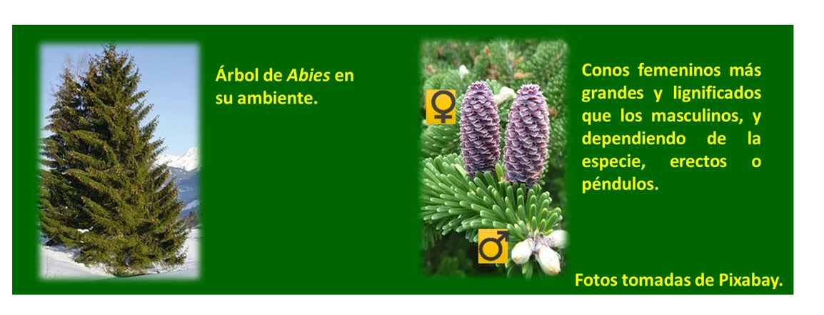 Botanica navideña 5.png