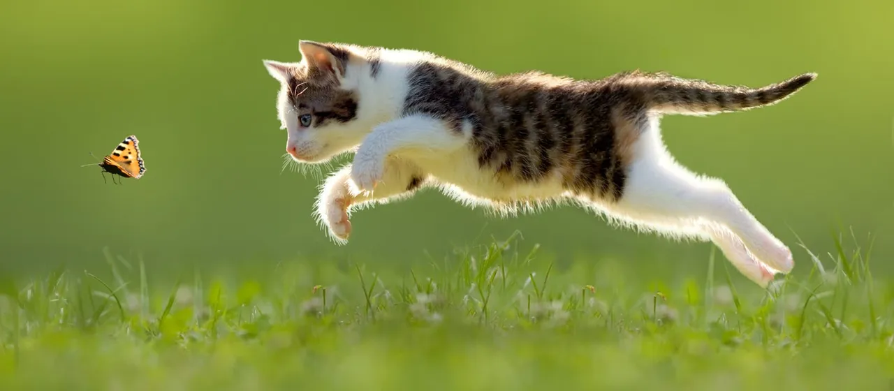cat_m3_cat_outside_1.jpg