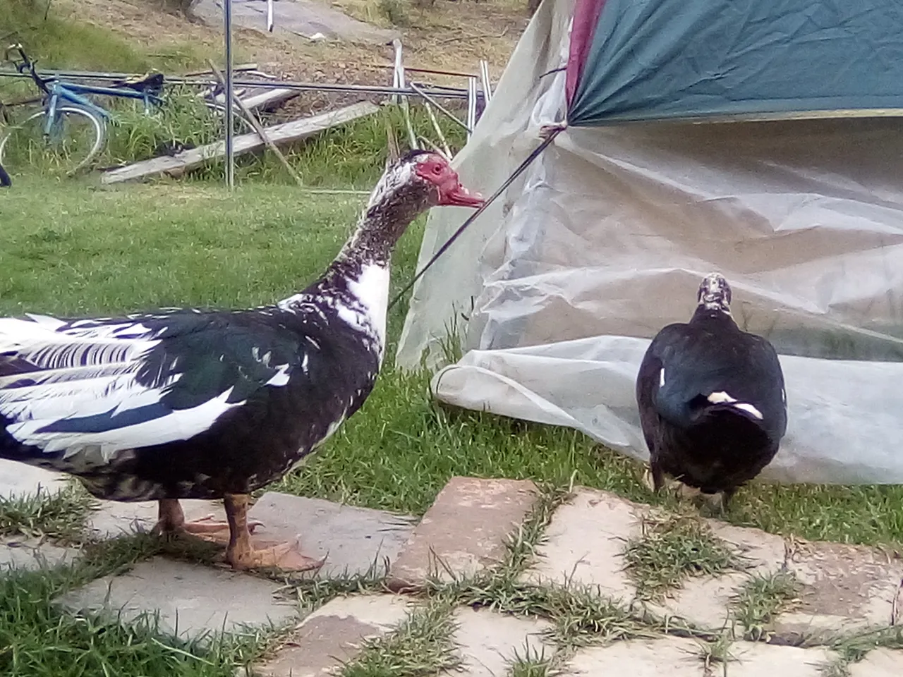 fotos varias 039.jpg