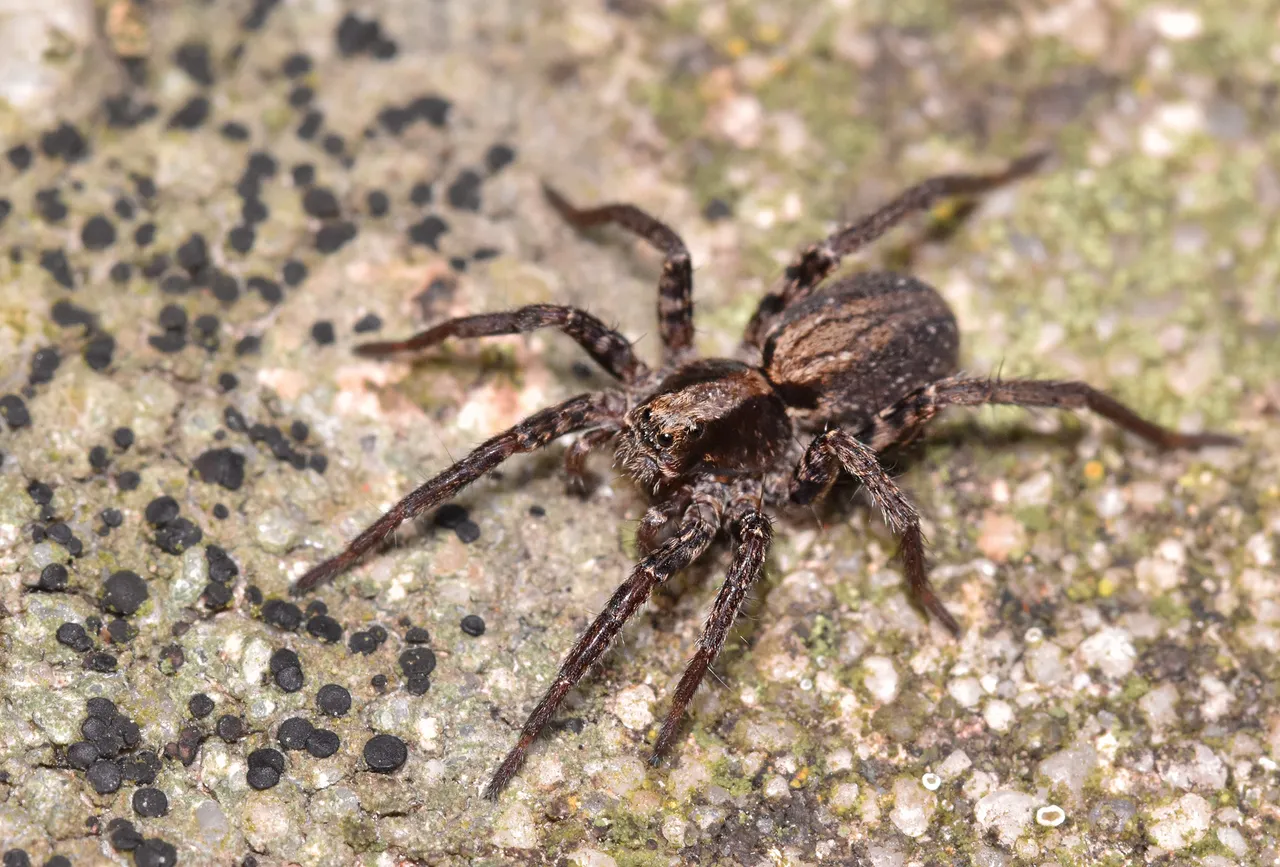 brown spider macro 2.jpg