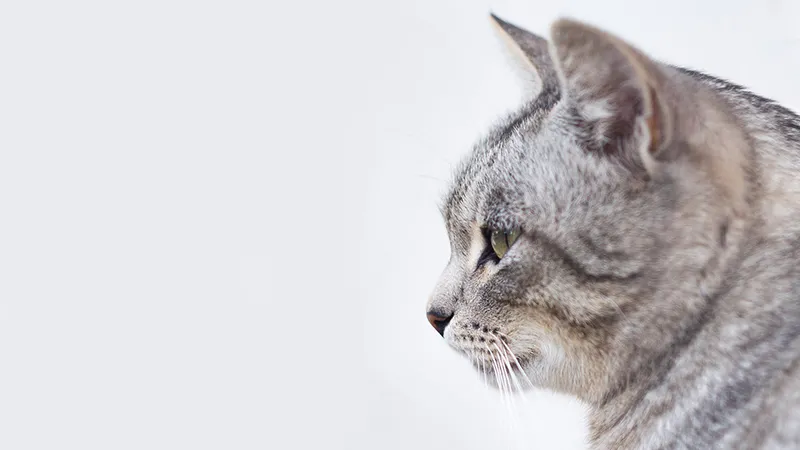cat-984367_1920_copy.jpg