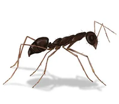 main_img---crazy-ant.jpg