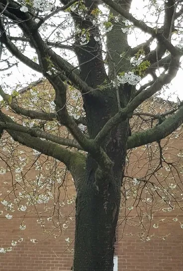 Cherry Blossom 7.jpg